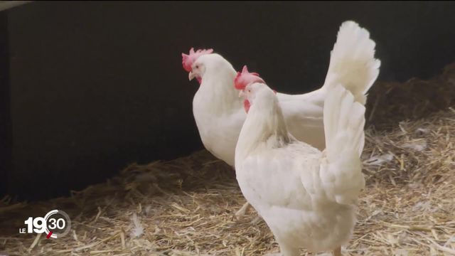Un cas de grippe aviaire détecté en Suisse romande. Une campagne de dépistage va être menée dans les poulaillers [RTS]