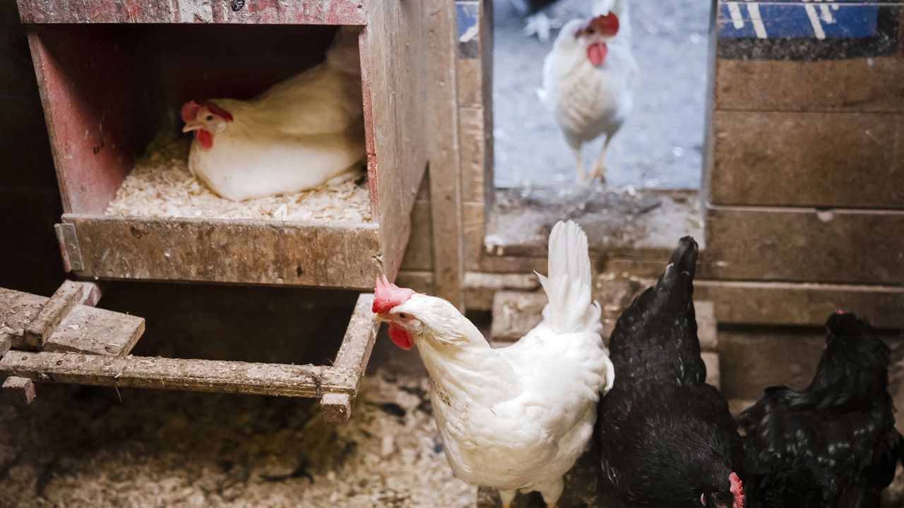 Les mesures prises dans toute la Suisse pour endiguer la grippe aviaire sont prolongées au moins jusqu'à fin avril 2023. [Michael Buholzer - Keystone]