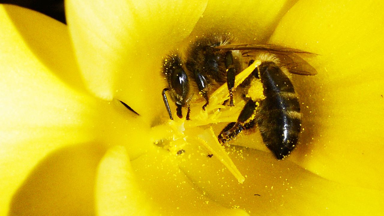 Une diminution de la pollinisation engendrerait une perte annuelle du PIB de plus de trois milliards d'euros selon une étude. [Steffen Schmidt - Keystone]