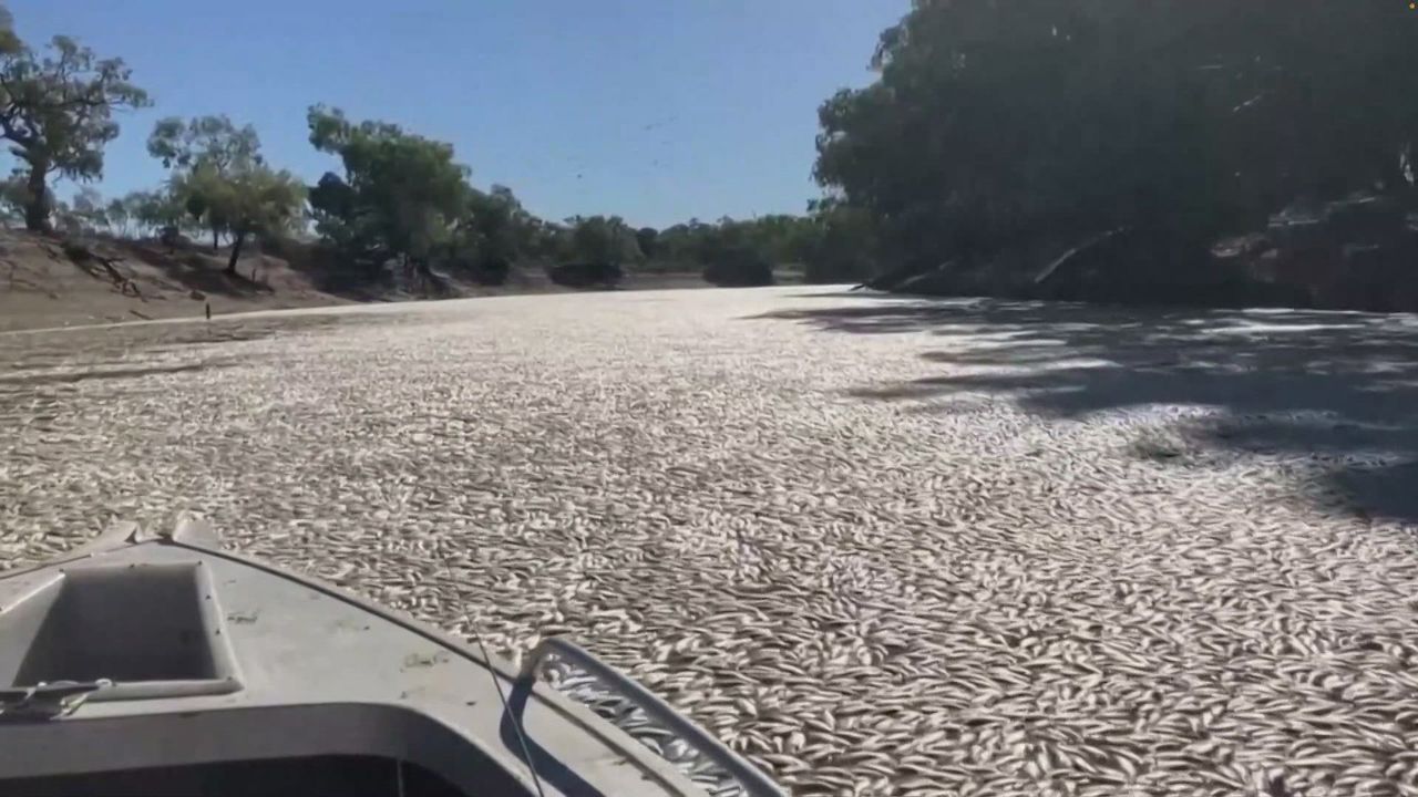 En Australie, des millions de poissons morts bouchent une rivière [RTS]