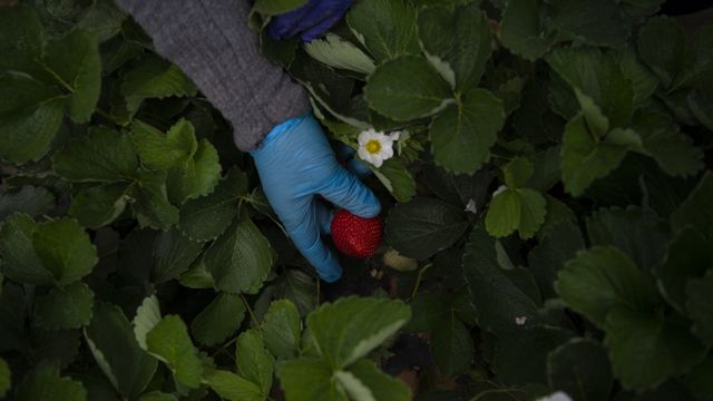 Les fraises espagnoles plus rares et plus chères en raison de la sécheresse [JORGE GUERRERO - AFP]