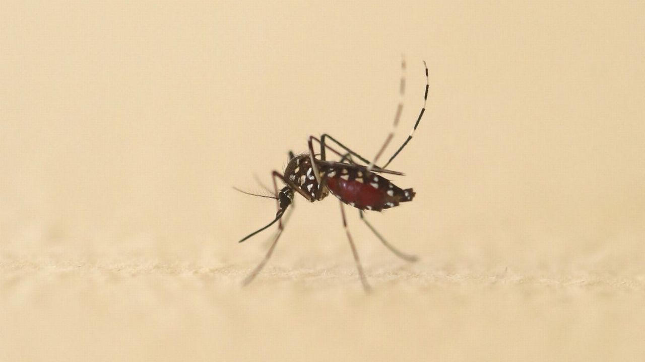 Des scientifiques tentent de nouvelles méthodes pour lutter contre les moustiques [Sébastien Lapeyrere / Hans Lucas - AFP]