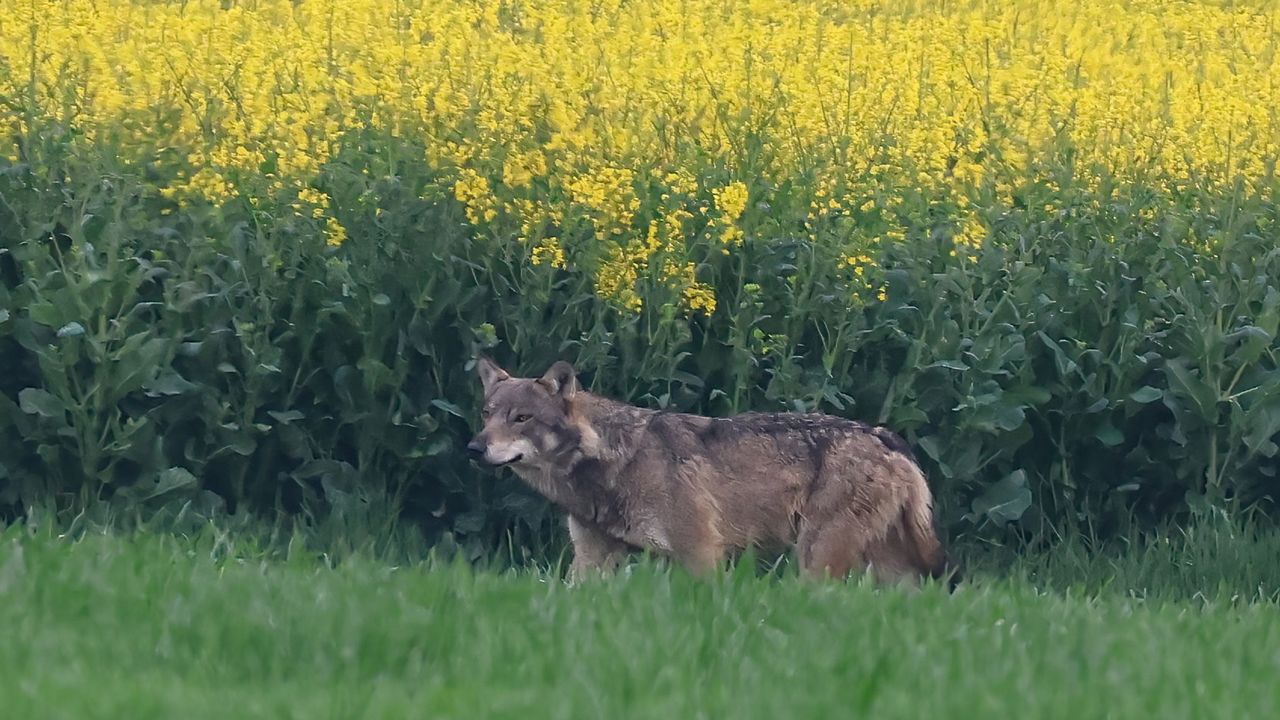 Le loup a refait une apparition dans le canton de Genève, dans la commune de Choulex, le vendredi 21 avril 2023. [Denis Oberson - vosinfos]
