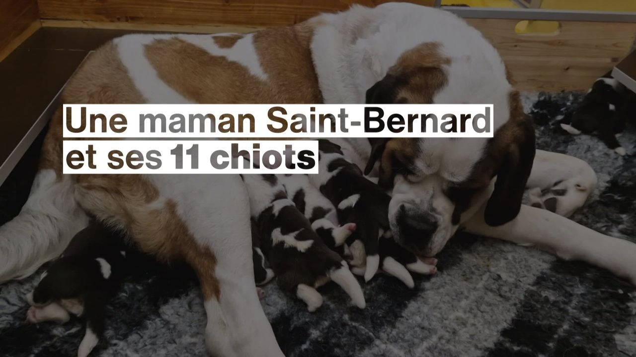 Une maman Saint-Bernard a donné naissance à onze chiots à la Fondation Barry [RTS]