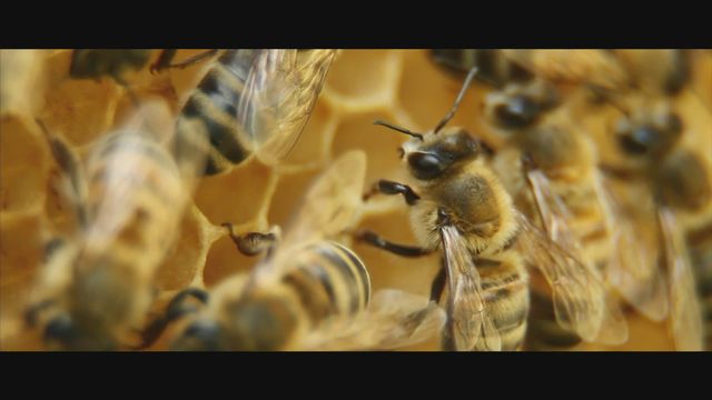 Les abeilles [RTS]