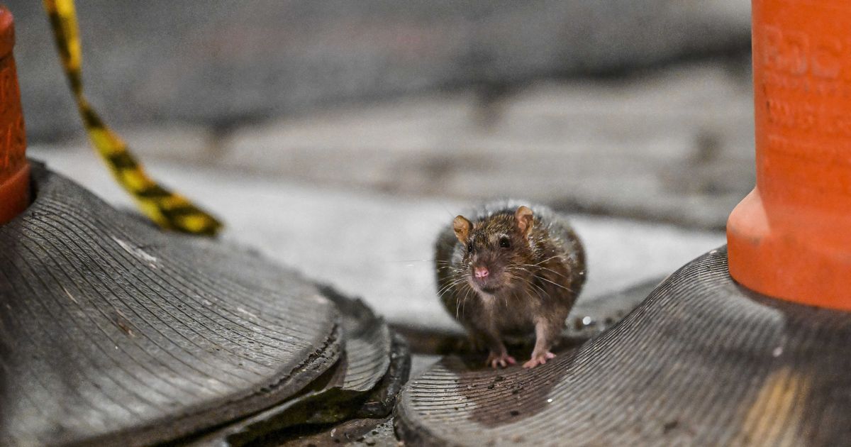 Rampant Rat Infestation: The Unprecedented Battle Facing New York City
