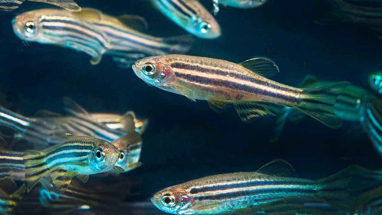 Des scientifiques du CNRS ont découvert comment allonger l'espérance de vie d'un poisson zèbre en réactivant un gène dans les cellules de l'intestin du poisson. [WikiCommons - CC-BY-SA 2.0]