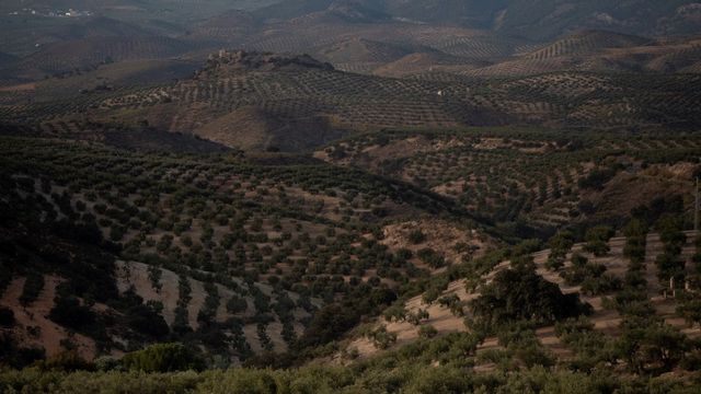 Des oliveraies vers le village de Priego de Cordoba, en Andalousie. [Jorge Guerrero - AFP]