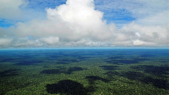 Forêt amazonienne près de Manaus, au Brésil. [Neil Palmer - Wikipedia]