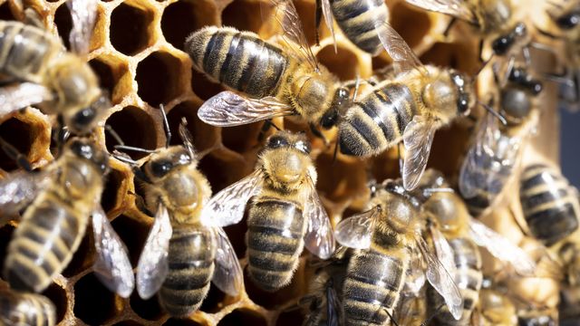 Des abeilles dans une ruche à Zurich. [Gaetan Bally - Keystone]