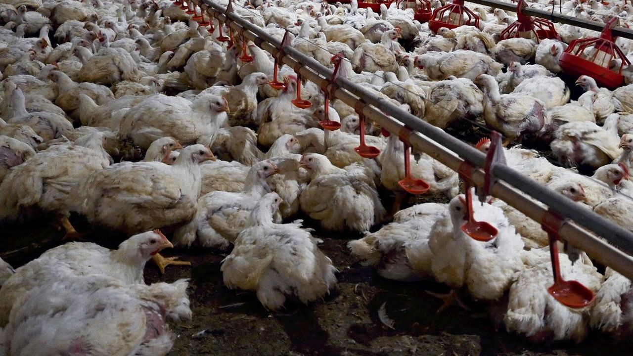 Au Brésil, le premier exportateur mondial de poulet, la grippe aviaire pourrait impacter les importations suisses de volailles. [Mika Otsuki - The Yomiuri Shimbun via AFP]