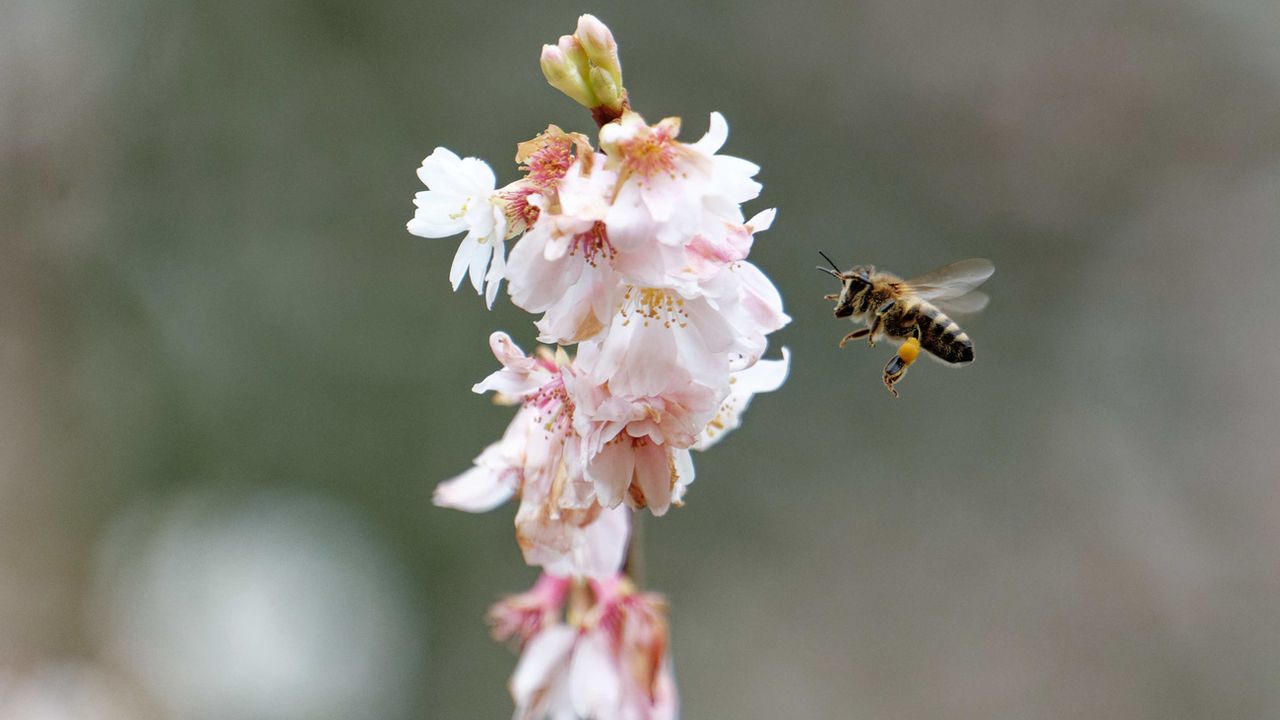 Jeudi 30 décembre: une abeille se dirige vers les fleurs d'un cerisier déjà en fleurs en Rhénanie-du-Nord-Westphalie (Allemagne) en raison des températures inhabituellement élevées. [Henning Kaiser - Keystone/DPA]
