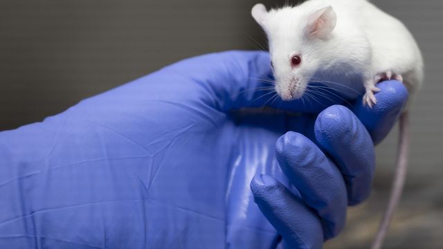 Une nouvelle initiative pour lutter contre la cruauté de la vivisection et l'expérimentale animale sous prétexte médical a été lancée en 2023 en Suisse. [Leandre Duggan - KEYSTONE]