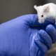 Une nouvelle initiative pour lutter contre la cruauté de la vivisection et l'expérimentale animale sous prétexte médical a été lancée en 2023 en Suisse. [Leandre Duggan - KEYSTONE]
