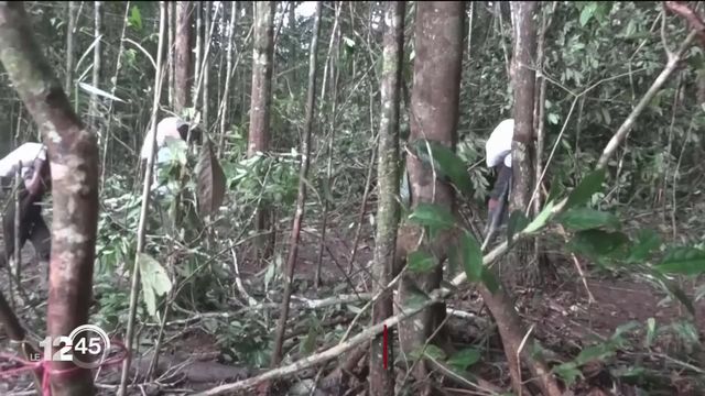 Colombie: 4 enfants sont perdus dans la jungle amazonienne depuis un mois après un crash d'avion [RTS]
