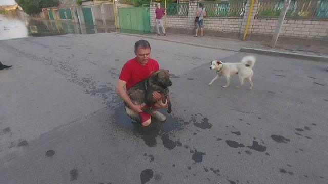 Des bénévoles évacuent des animaux de la région de Kherson [RTS]