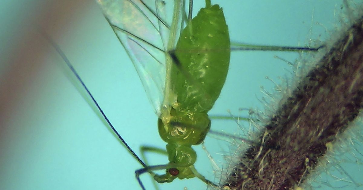 Swarms of aphids invade New York City – rts.ch