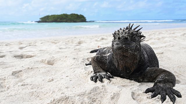 Un iguane marin sur le sable de l'île de Santa Cruz, située à 1000 km au large de l'Equateur. Il s'agit de l'une des espèces menacées par l'augmentation de la température à la surface des océans associée à El Niño. [ERNESTO BENAVIDES - AFP]