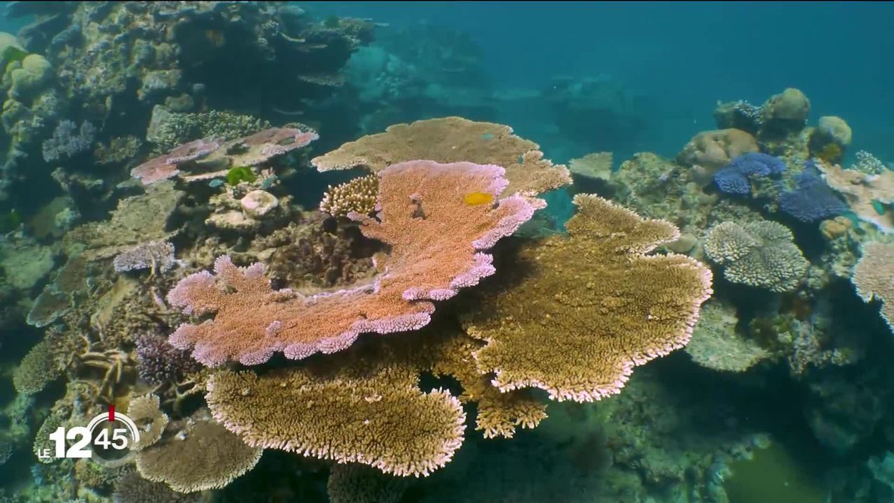 Le réchauffement des océans menace la préservation des coraux dans le détroit de Floride [RTS]