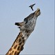 Le Piquebœuf et la girafe. [AFP]