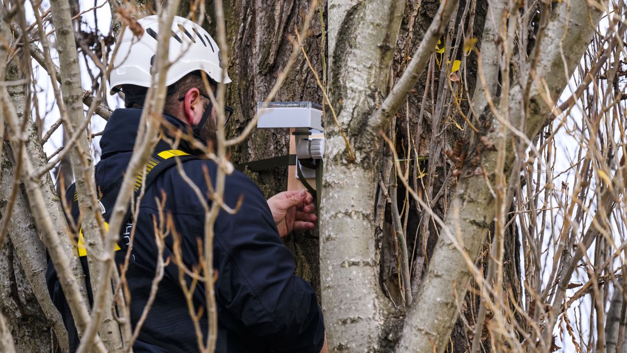 Yverdon-les-Bains teste un nouveau dispositif d'arbres connectés. [Jean-Christophe Bott - Keystone]