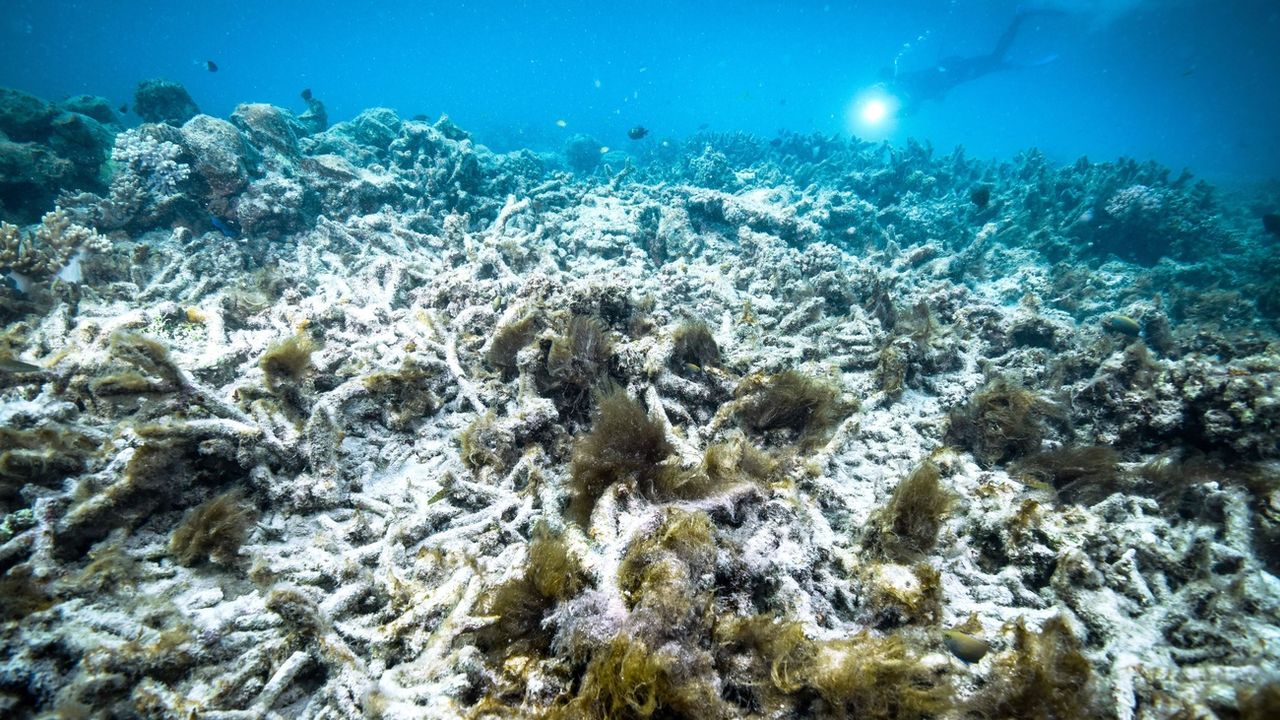 Les coraux blanchissent lorsqu'ils sont en mauvaise santé. [Keystone]