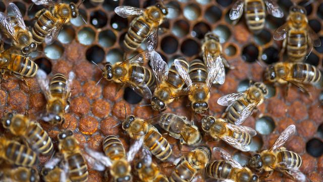 Toutes les colonies d'abeilles mellifères de Suisse sont atteintes de maladies chroniques, alerte un spécialiste. [Martin Ruetschi - Keystone]