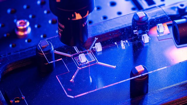 Sur un substrat de verre, des scientifiques de l’EPFL fabriquent un laser femtoseconde qui tient dans la paume de la main. [©2023 EPFL/Jamani Caillet - CC-BY-SA 4.0]