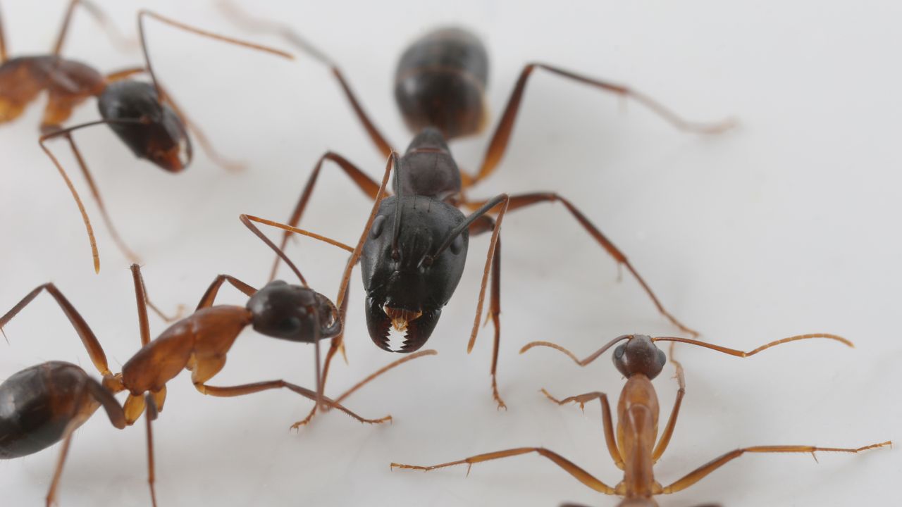 Les fourmis Camponotus Fellah varient considérablement en taille. [Tomahawk Tasmania - Wikimedia/CC BY-SA 4.0]