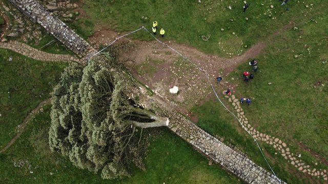 Le Sycamore Gap, célèbre arbre au Royaume-Uni, photographié des milliers de fois, a été tronçonné dans la nuit de mercredi à jeudi. [Oli Scarff - AFP]
