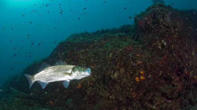 Dicentrarchus labrax est le nom scientifique du bar européen, un poisson de mer. Ici, un spécimen dans la mer tyrrhénienne, au large de l'île d'Ischia, en Italie. [Franco Banfi - Biosphoto via AFP]
