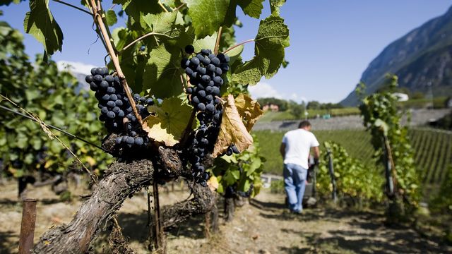 En Valais, les métiers de la viticulture vivent une pénurie. [Jean-Christophe Bott - Keystone]