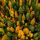 Vue aérienne d'une forêt (image d'illustration). [nblxer - Depositphotos]